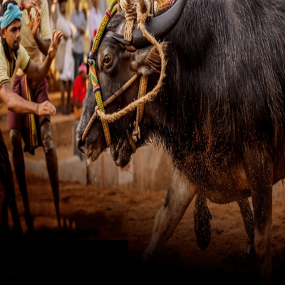 Kambala Festival Place to visit